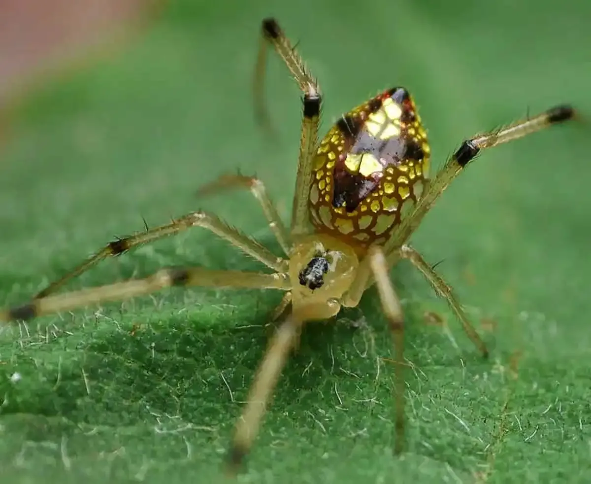 araña espejo
