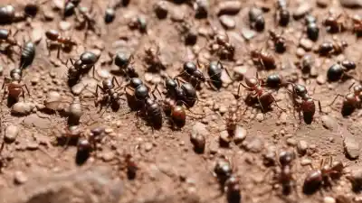 Top 5 de las Comidas Más Raras de Colombia Que Te Sorprenderán