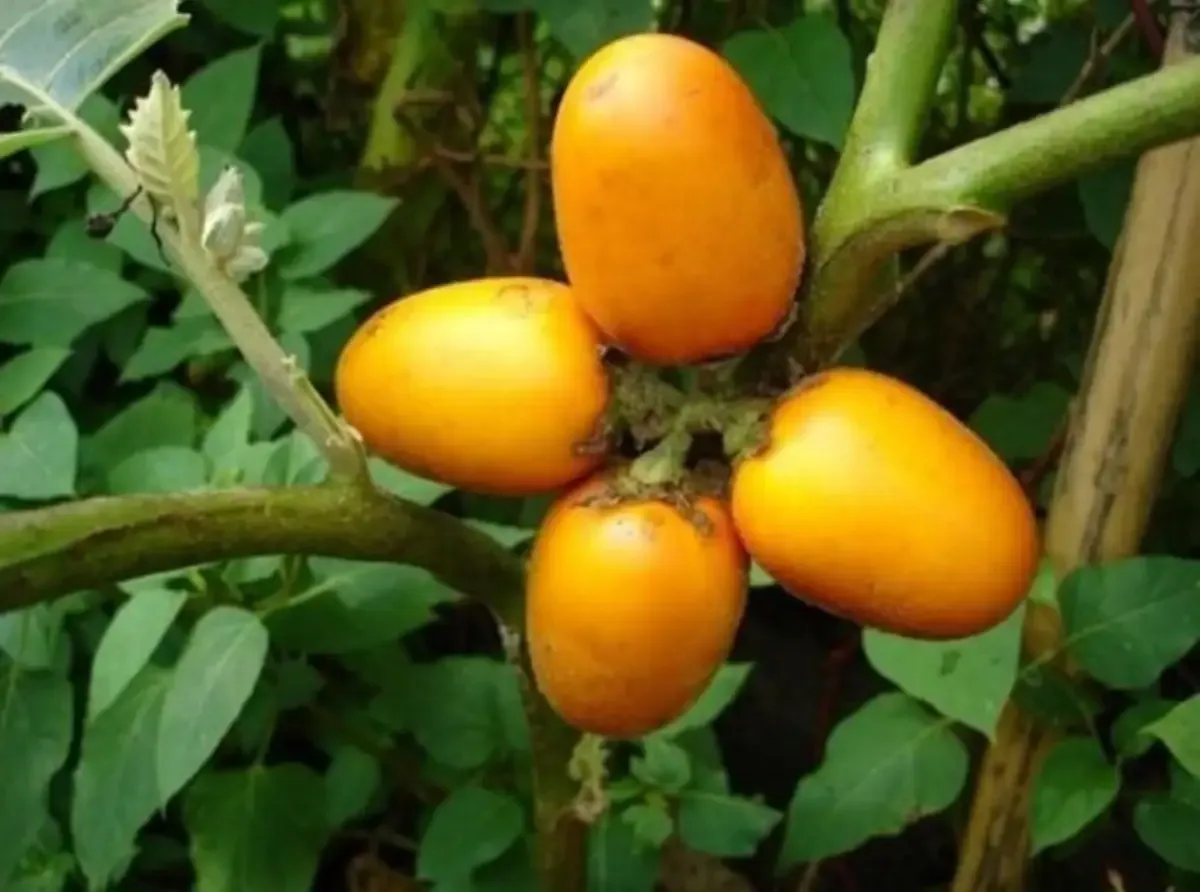 Cocona (Solanum sessiliflorum)