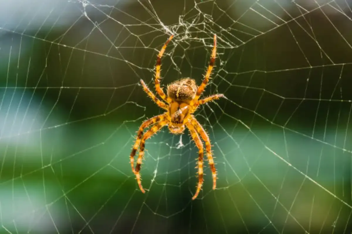 Araña tejedora de orbe