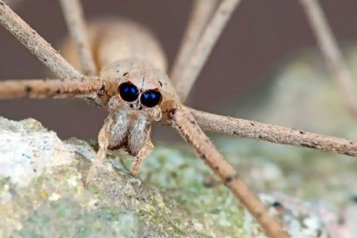 Araña Cara de Ogro