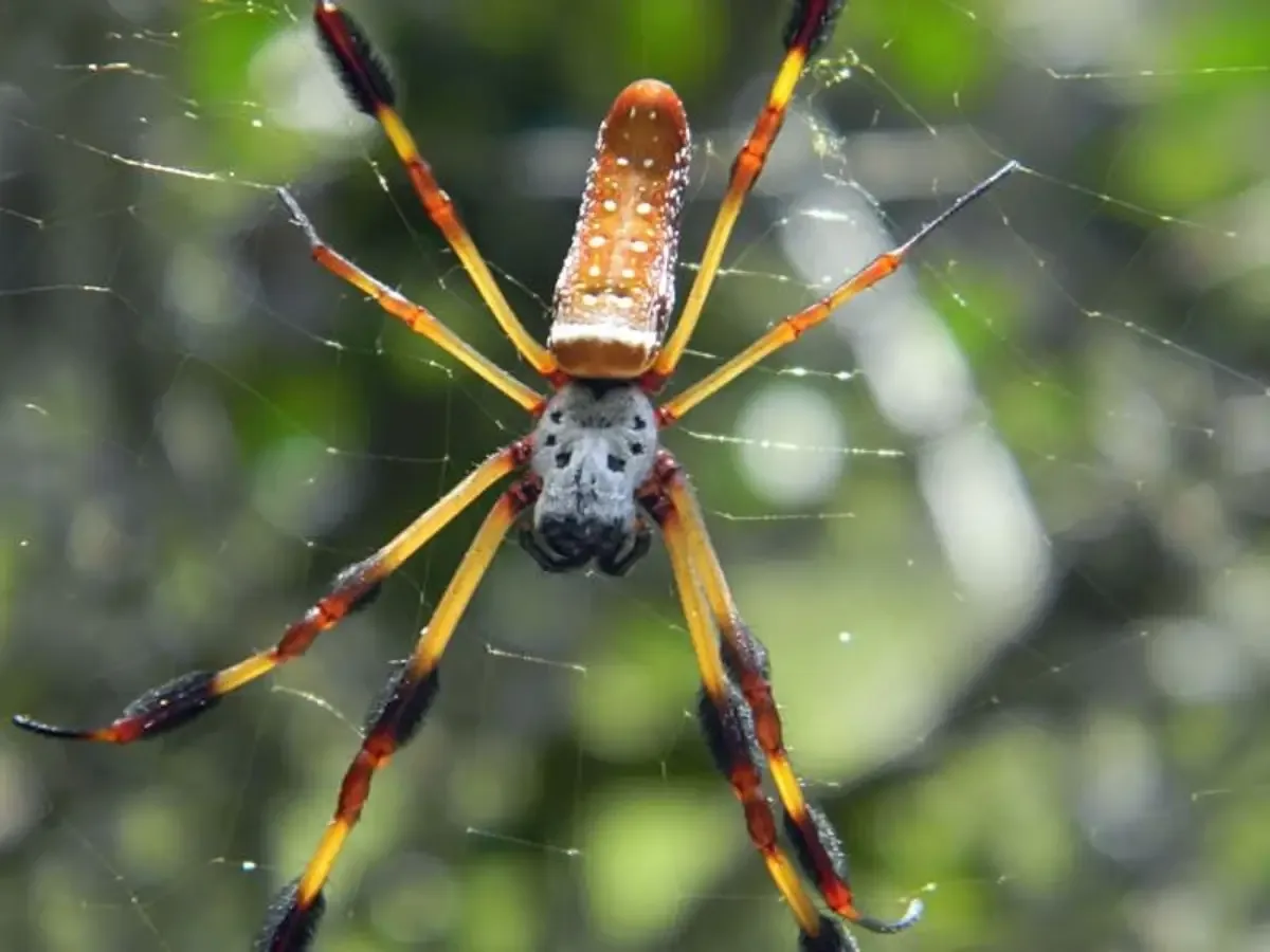 Araña de Seda de Oro