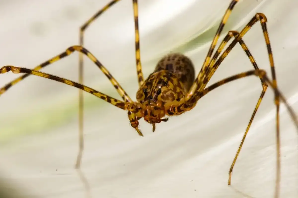 araña tigre