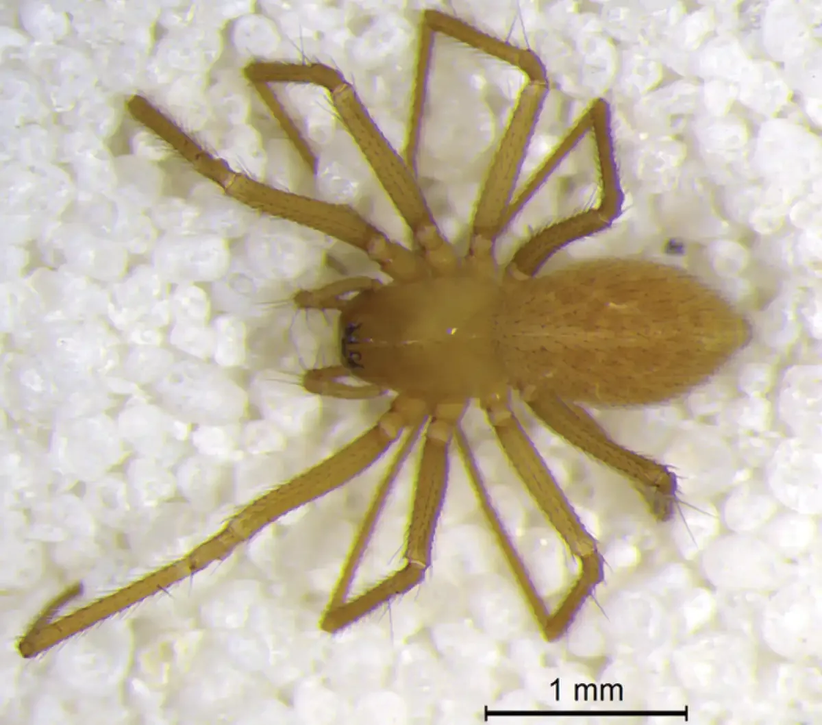 Islandiana Lewisi