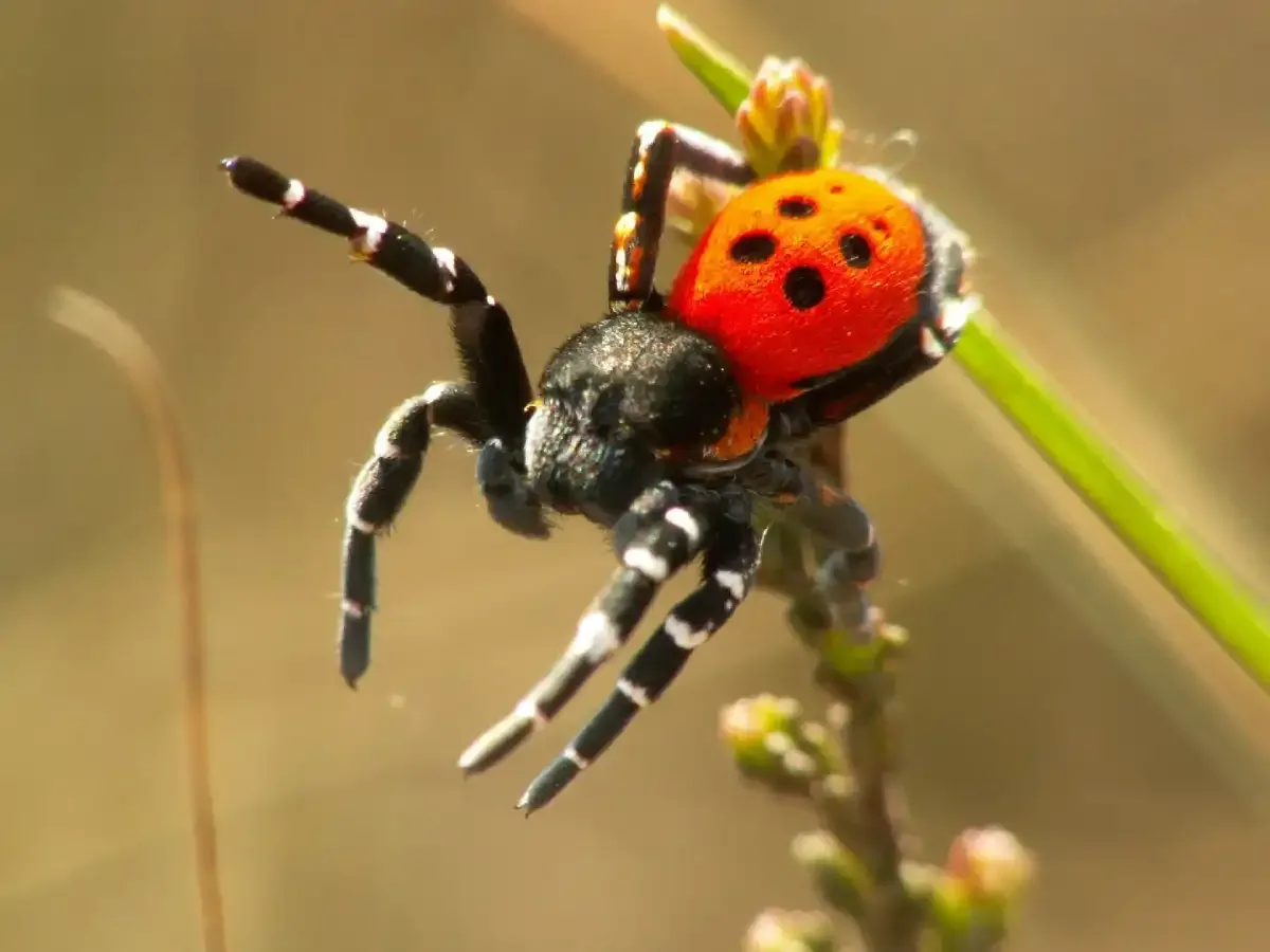 araña mariquita