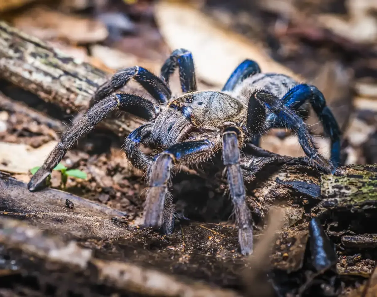 Tarántula azul cobalto