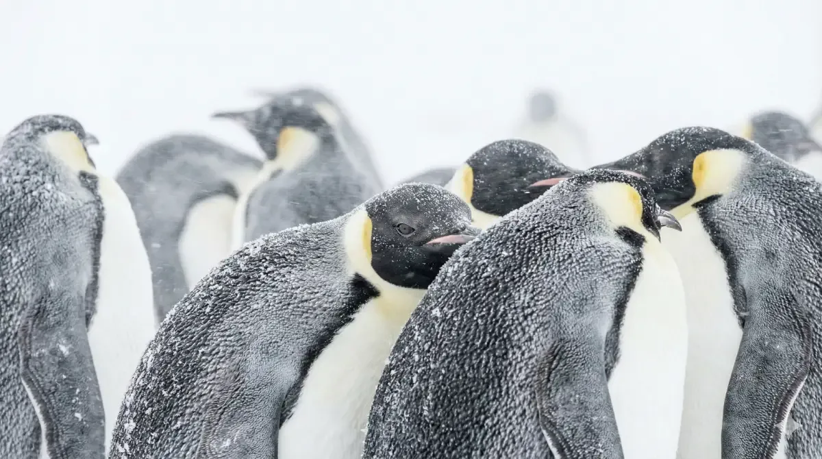 Grupo de pingüinos emperador apiñados protegiéndose de una tormenta de nieve.
