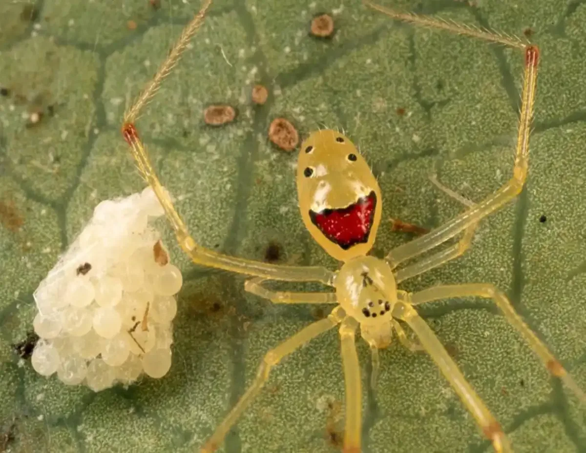 Araña cara feliz