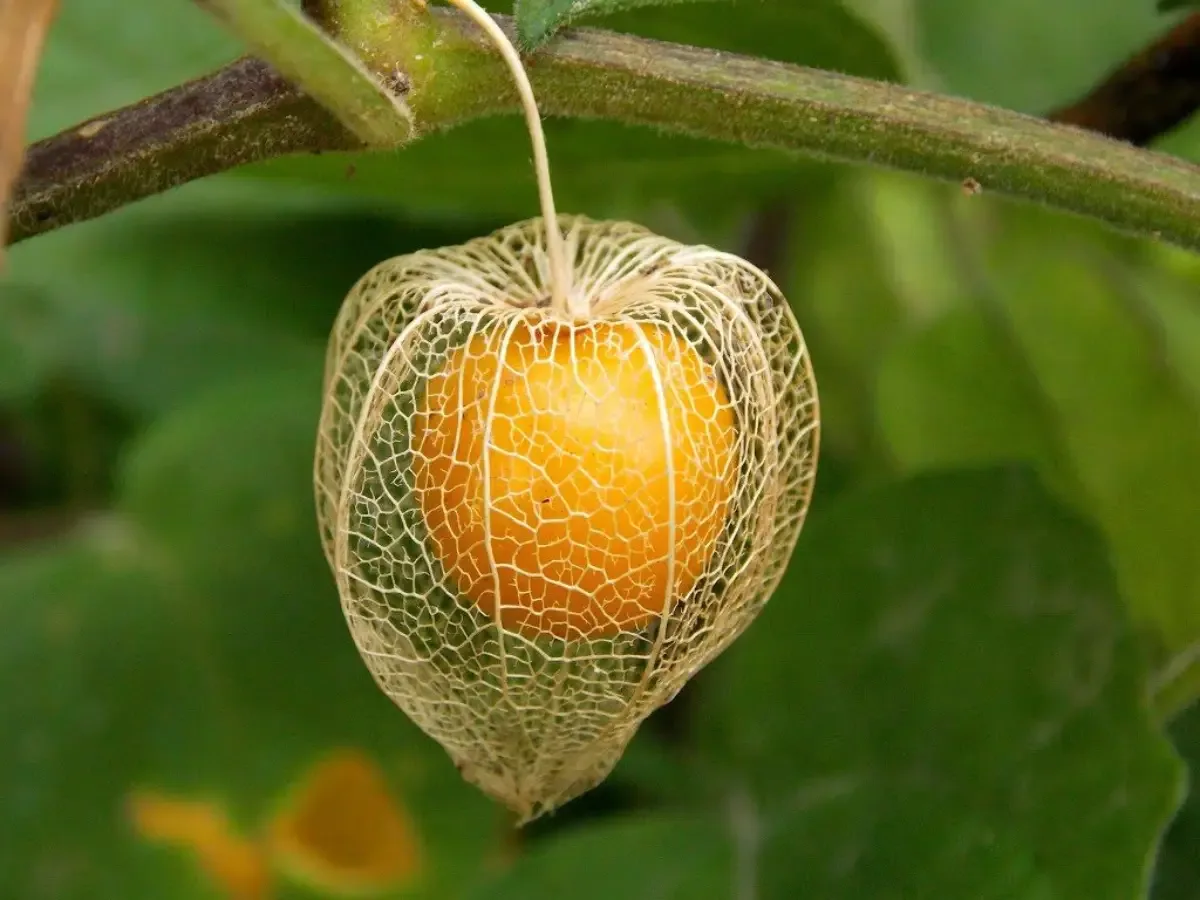 Aguaymanto (Physalis peruviana)