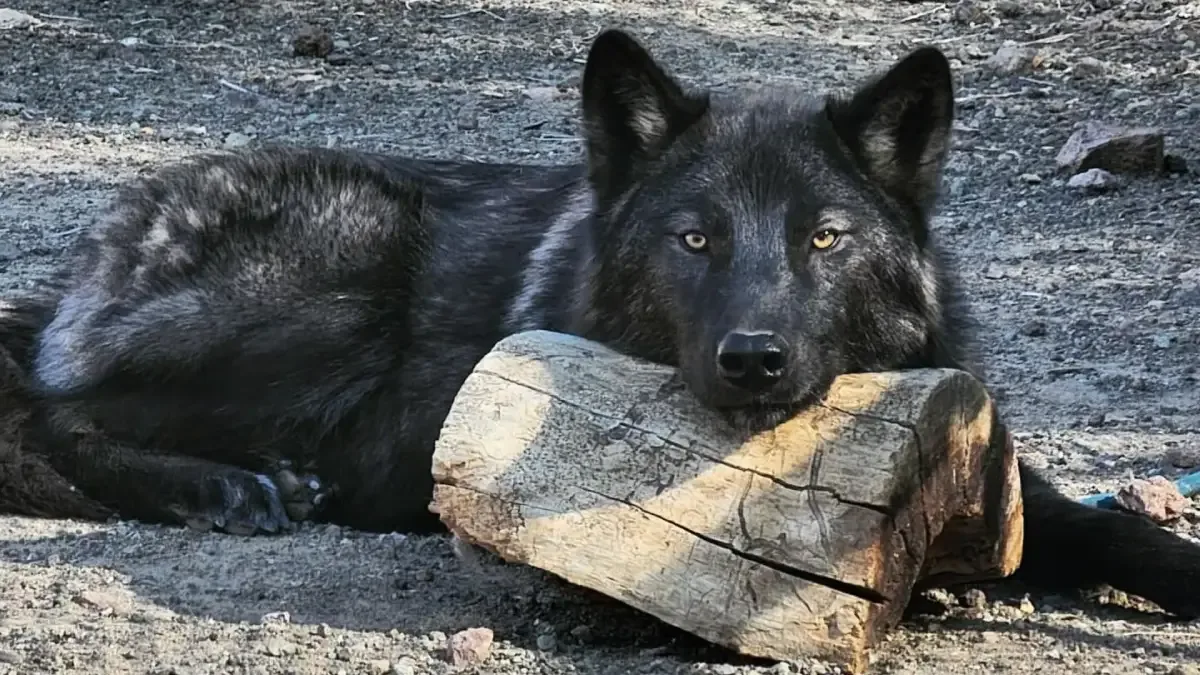 Calupoh: El Lobo Mexicano Recuperado