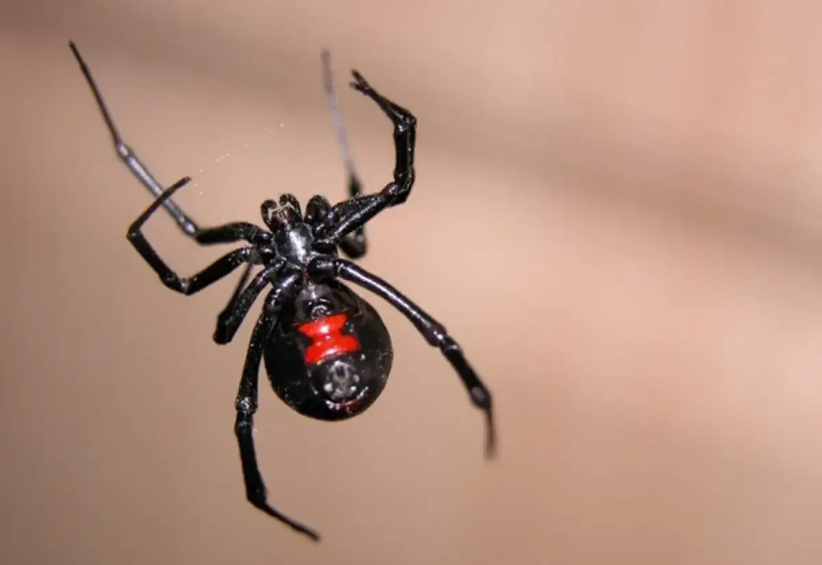 araña viuda negra
