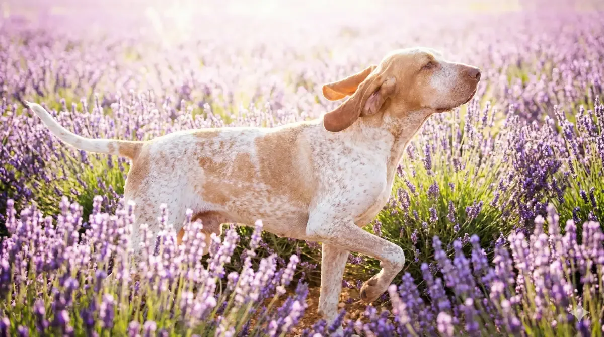 Bracco Italiano blanco y naranja trotando elegantemente en un campo abierto.