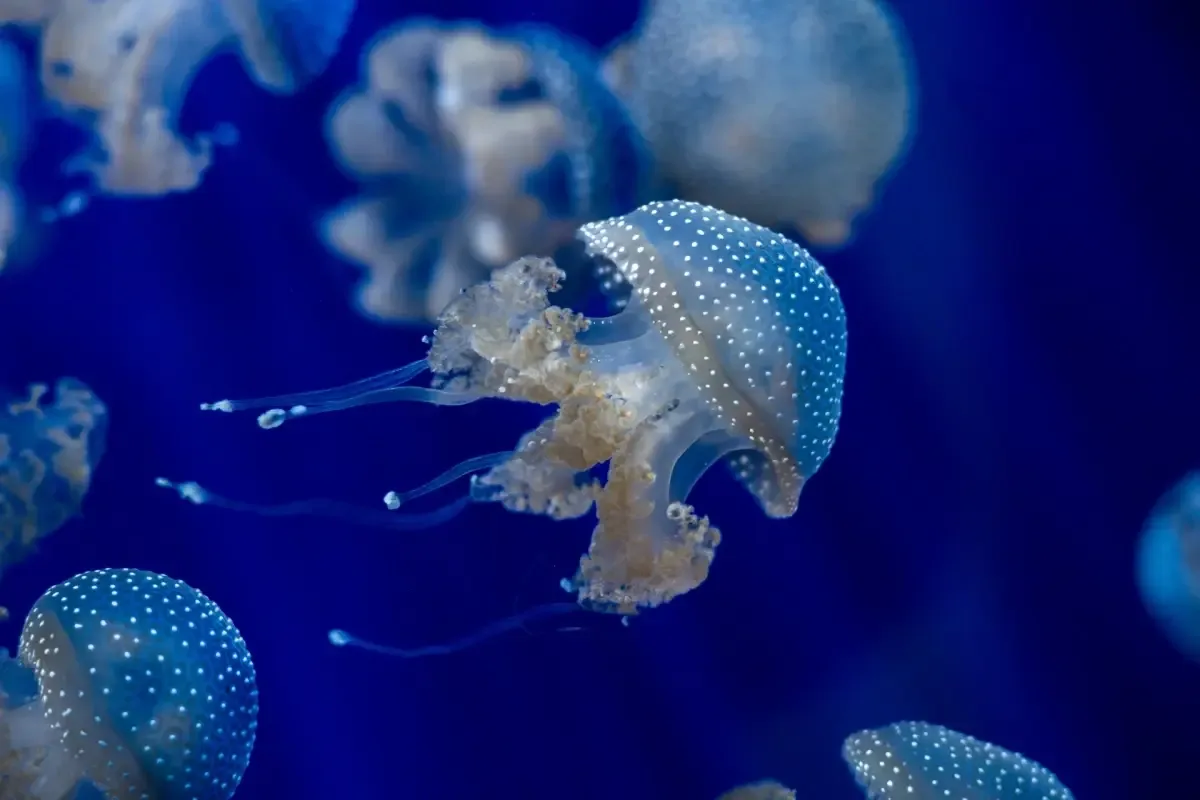 curiosidades de las Medusas (Cnidaria) (1)