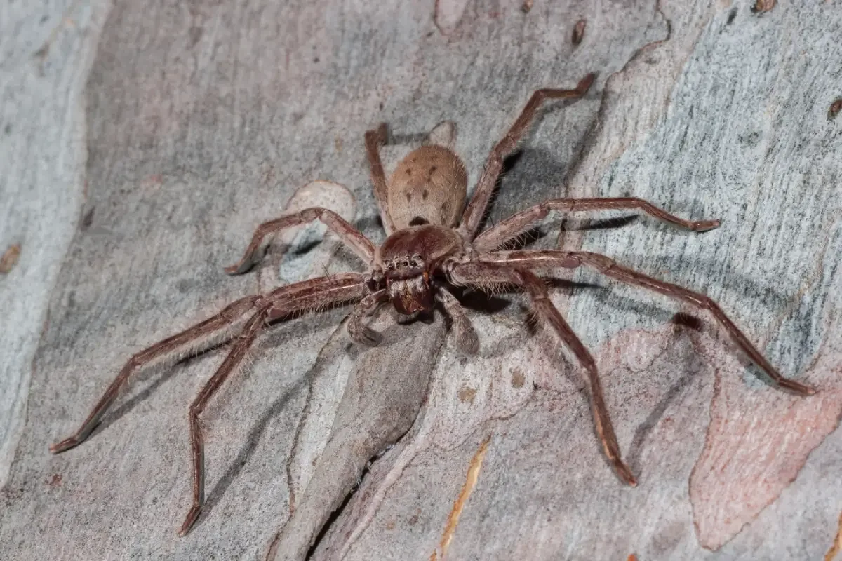 Araña Cazadora Gigante