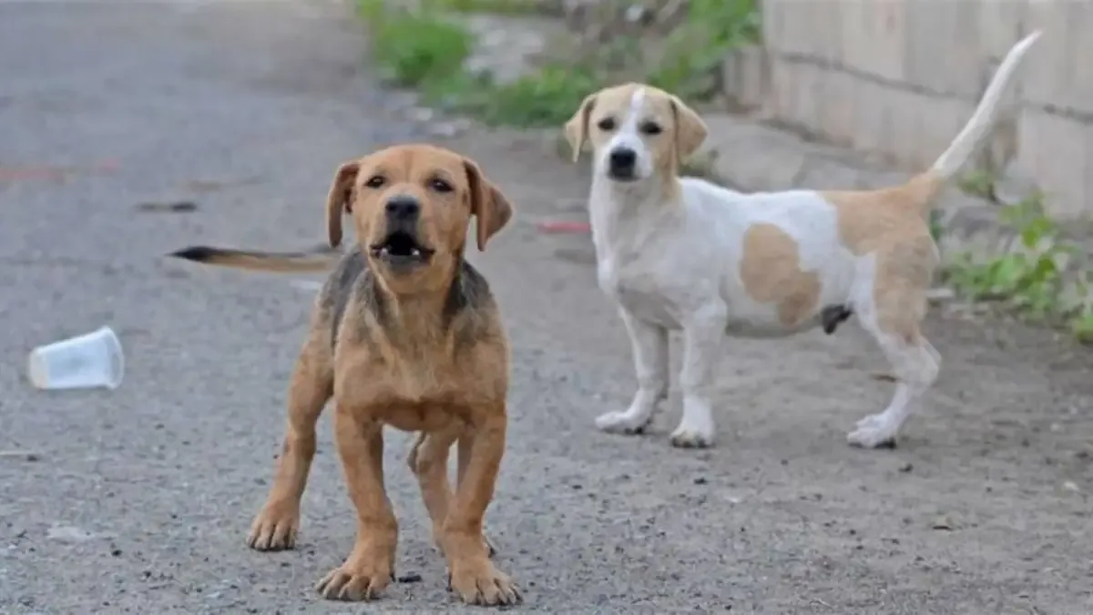 perro Cacri