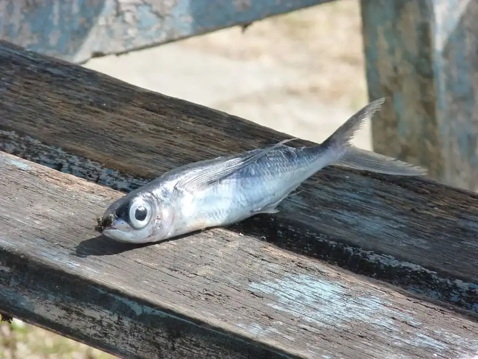 Anchoas (Engraulidae)