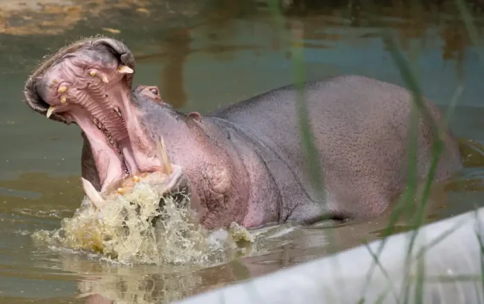 Animales Más Agresivos de África