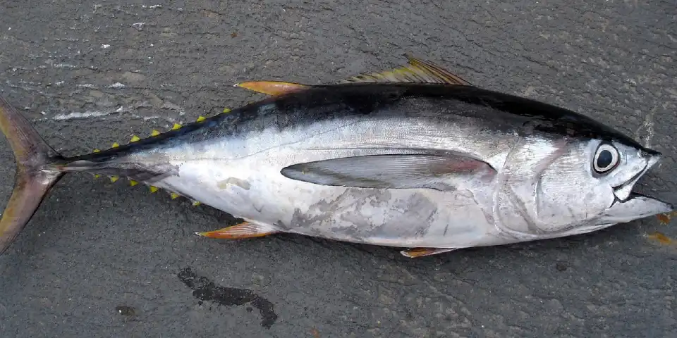 Atún (Thunnus)