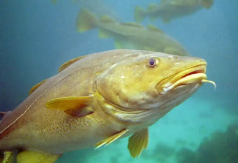 Bacalao del Atlántico (Gadus morhua)