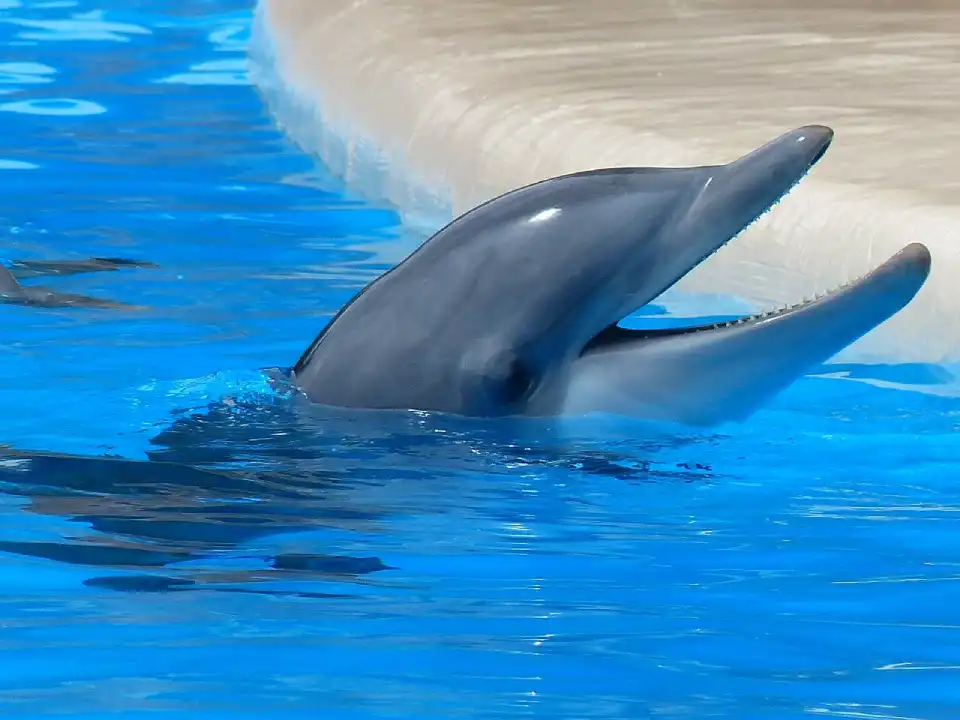 El Delfín Nariz de Botella: el acróbata marino