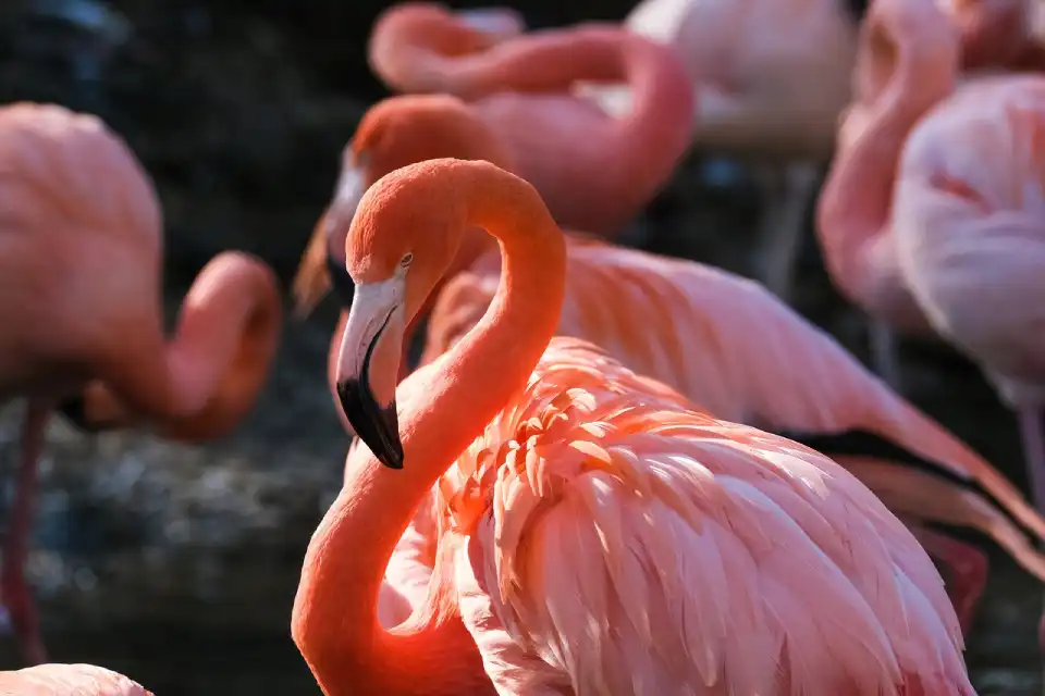 El Flamingo