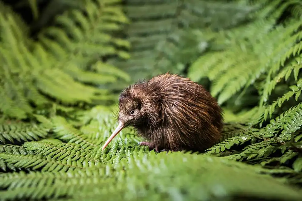 El Kiwi: el ave nocturna