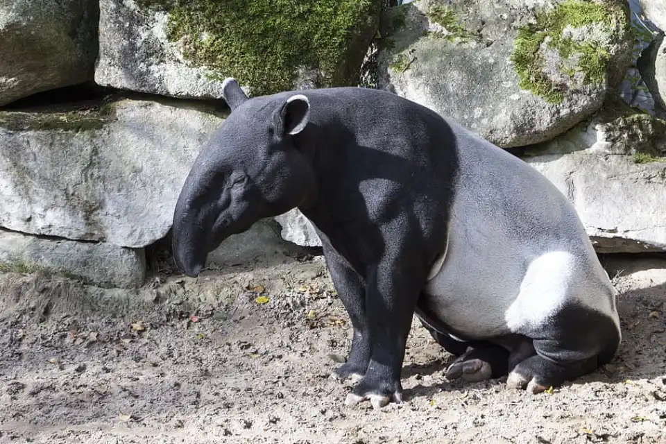 El Tapir: el herbívoro de la selva