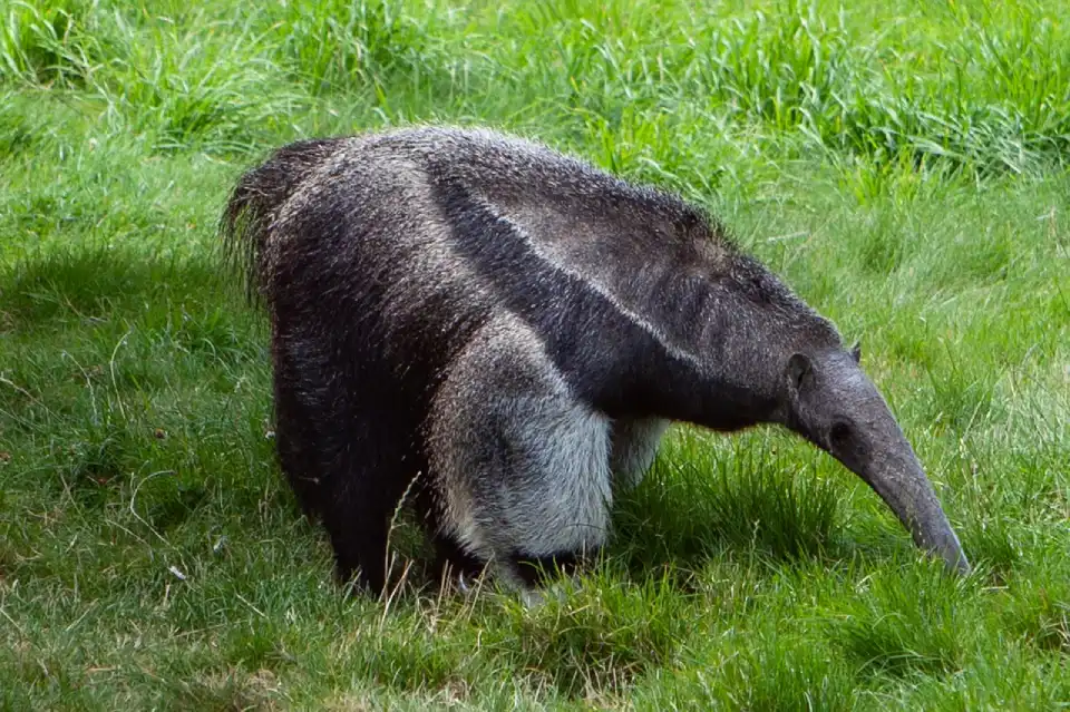 El oso hormiguero