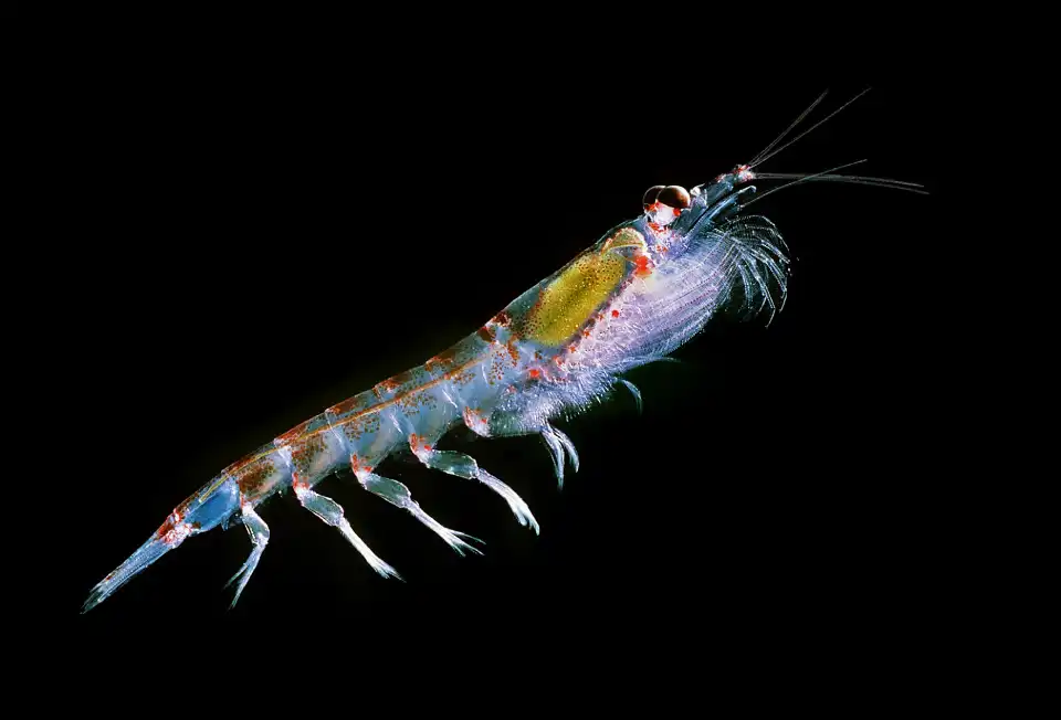 Krill Antártico