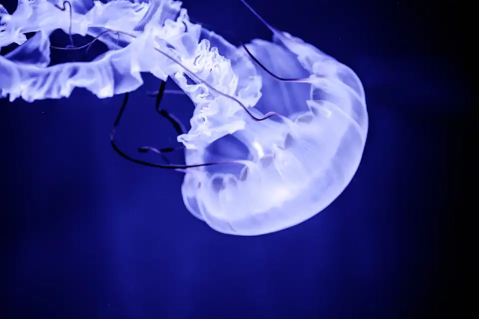 Medusas (Cnidaria)