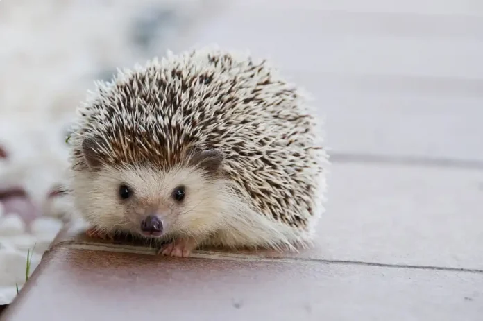 Animales con Ojos Pequeños y Encantadores