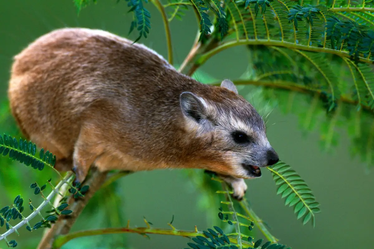 Dendrohyrax Arboreus