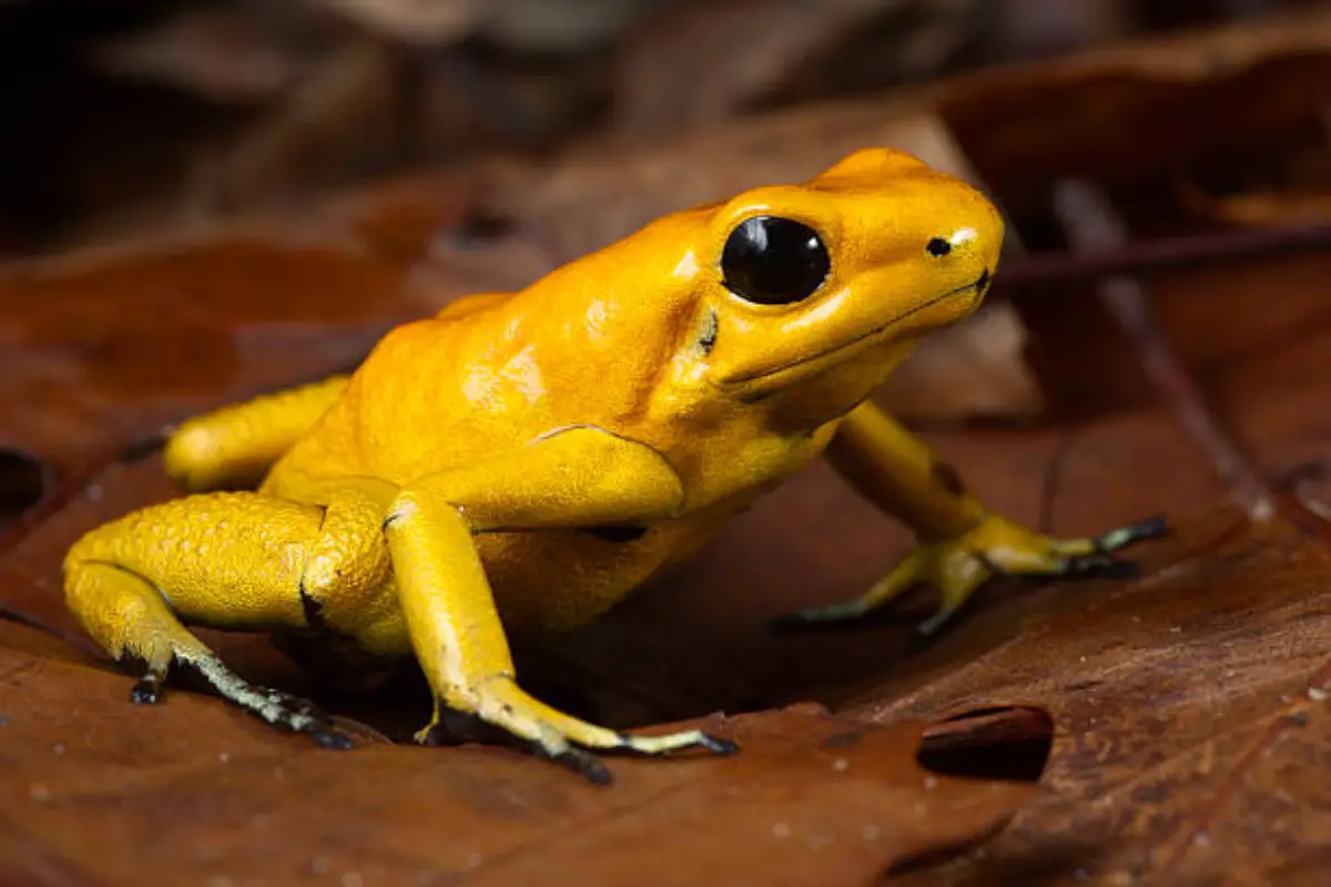 Phyllobates Terribilis: La Rana Venenosa Dorada