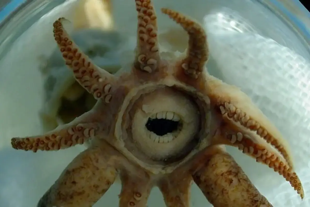 Promachoteuthis Sulcus