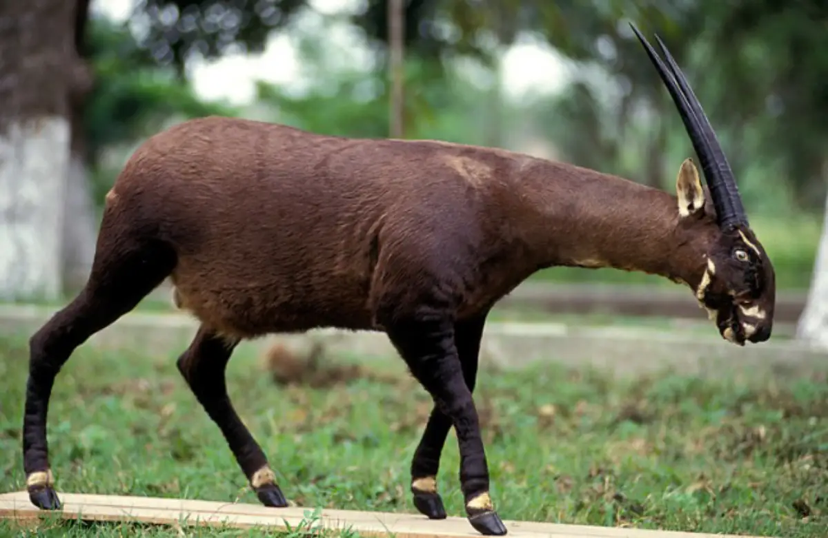 Pseudoryx Nghetinhensis: El Saola