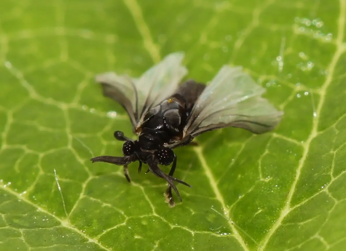 Strepsiptera: Los Insectos Parásitos