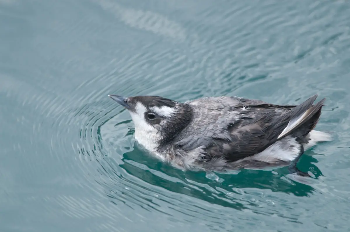 Synthliboramphus Wumizusume - Japanese Murrelet