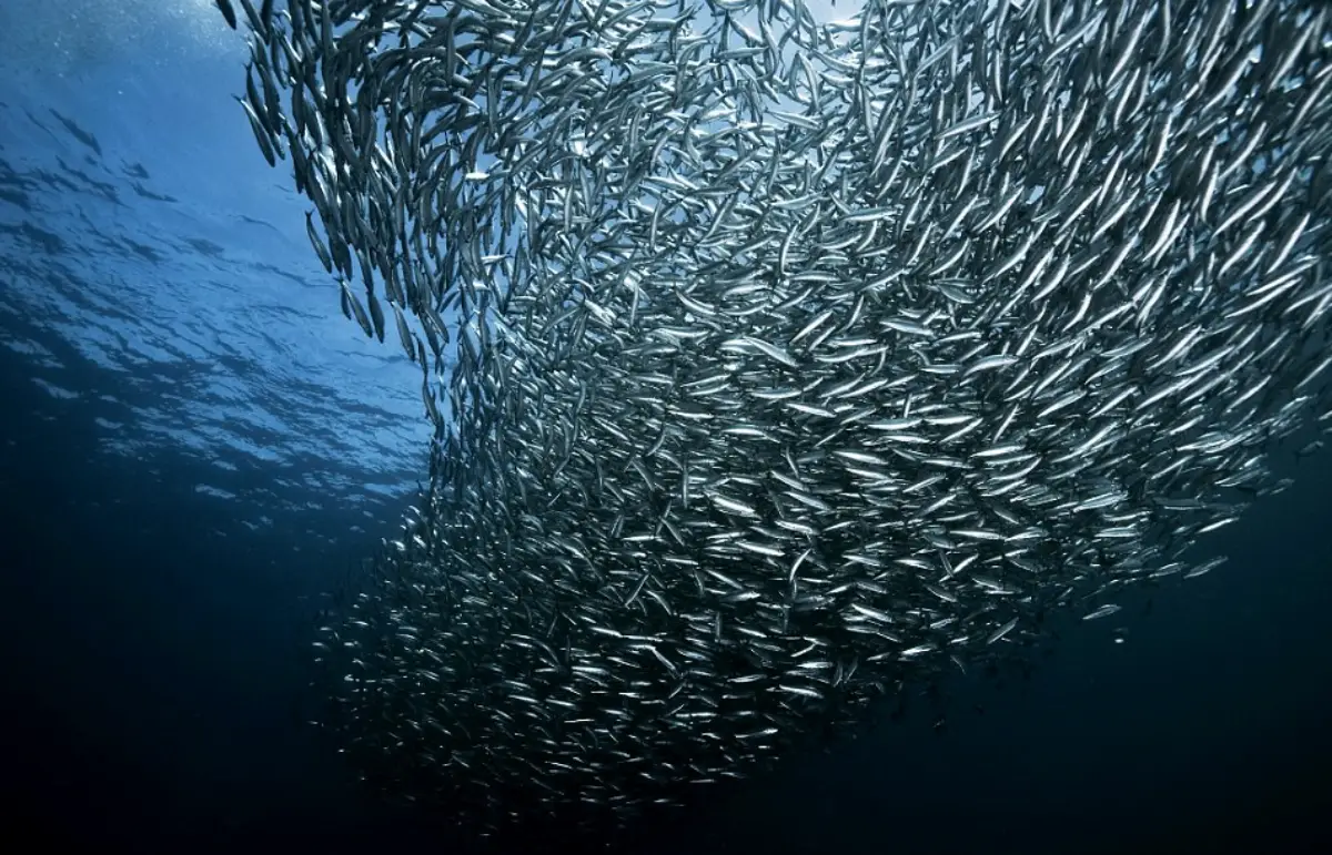 Banco-de-anchoas-en-el-mar