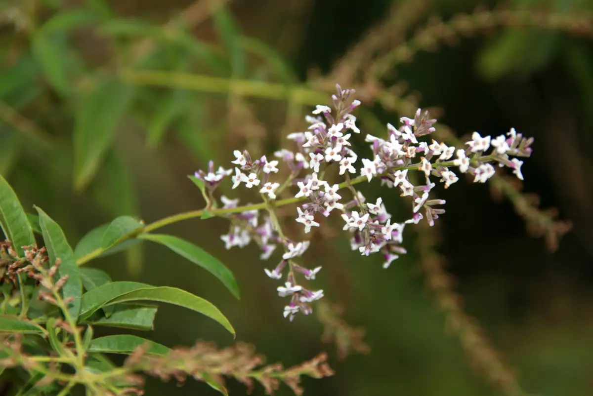 Cedrón (Aloysia citrodora)