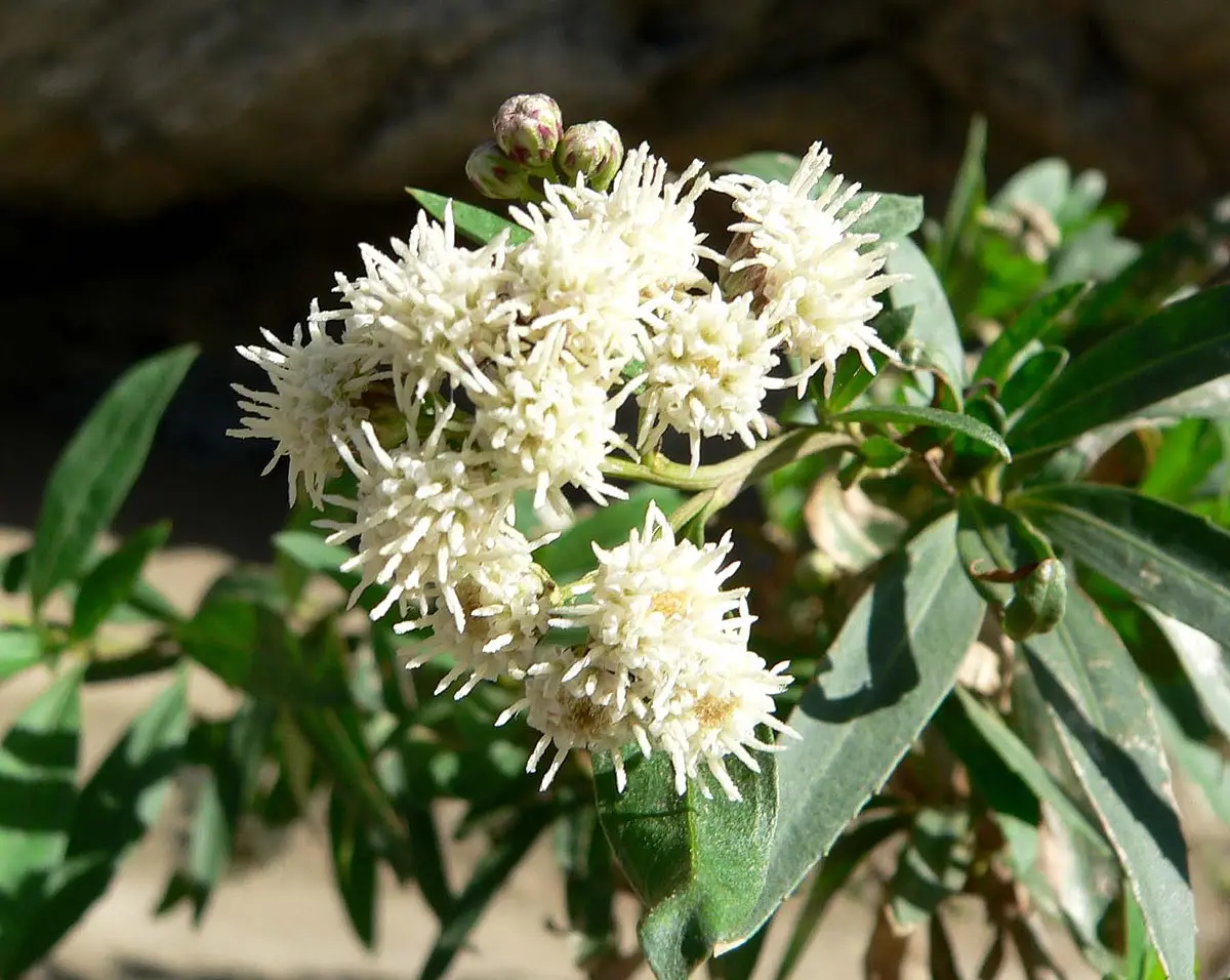 Chilca (Baccharis latifolia)