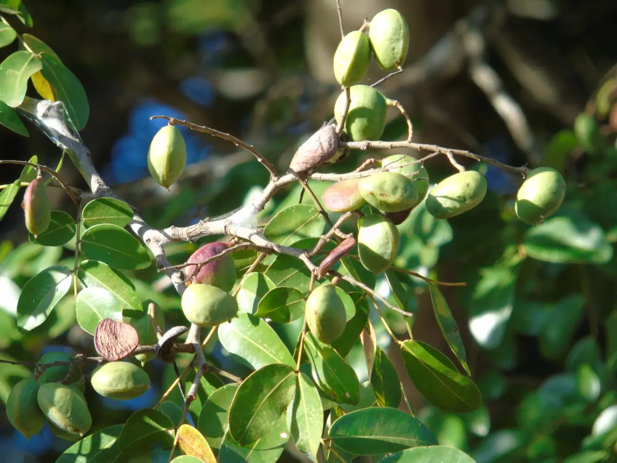 Copaiba (Copaifera spp