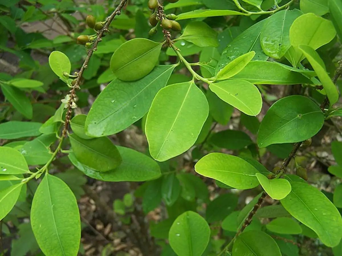Hoja de Coca (Erythroxylum coca)