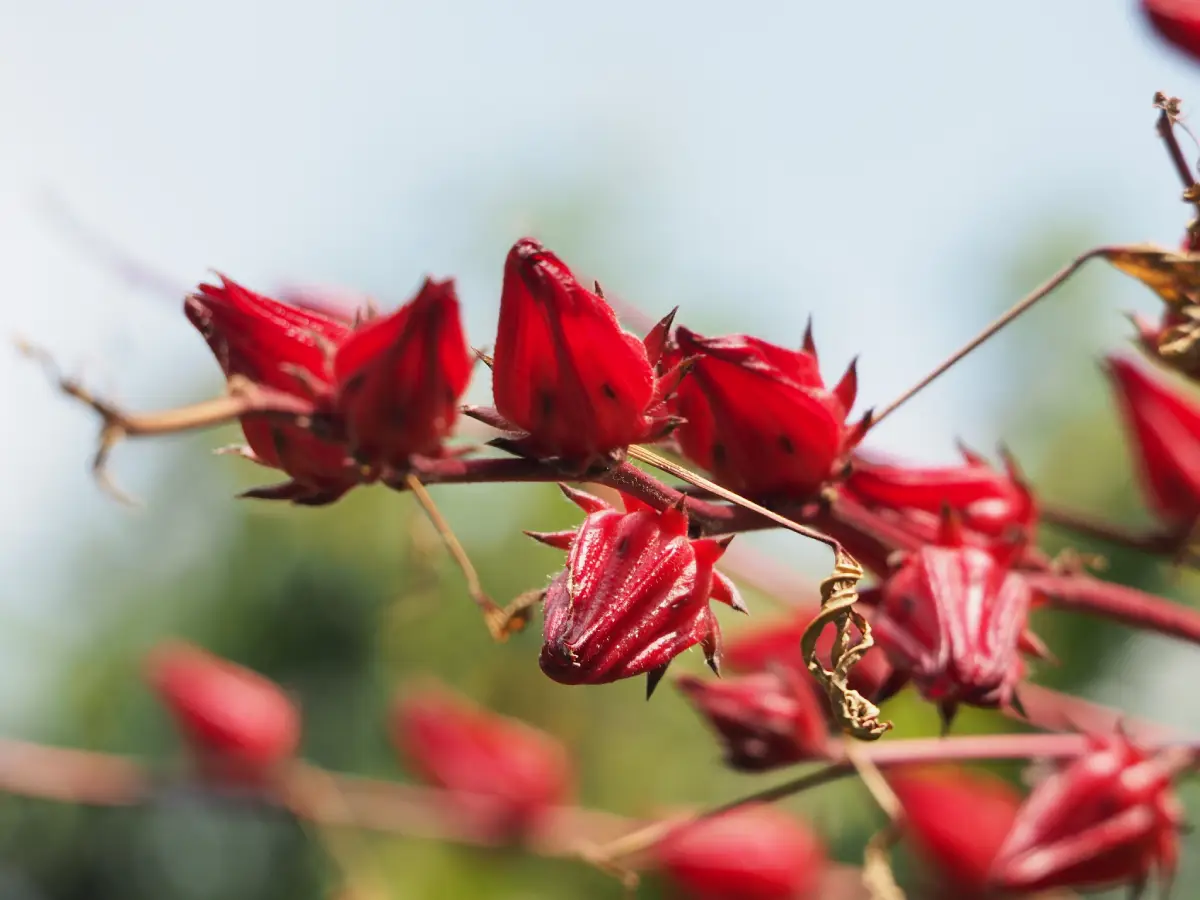 Hoja de Jamaica (Hibiscus sabdariffa)