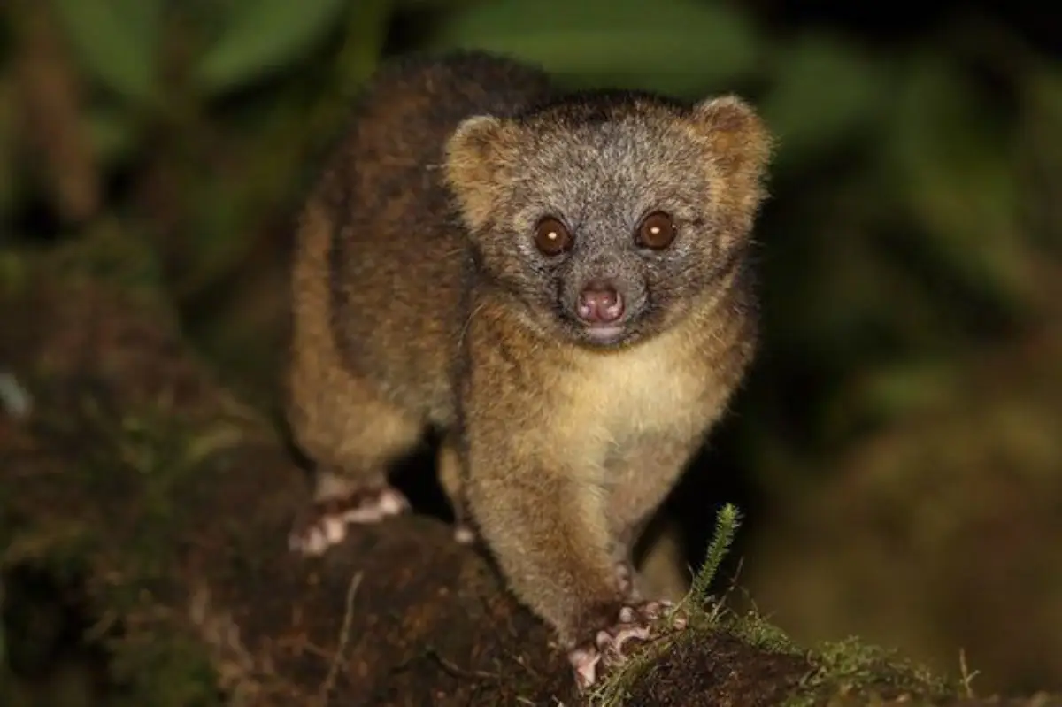 Olinguito (Bassaricyon neblina)