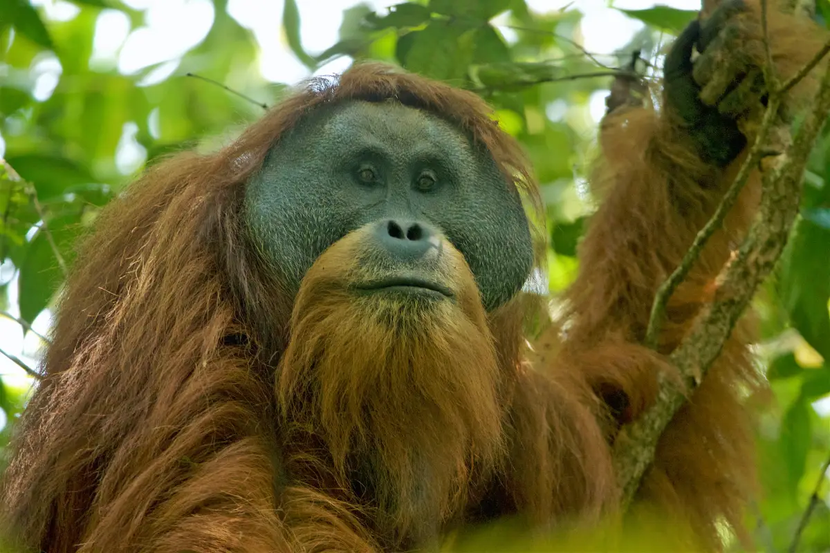 Orangután de Tapanuli (Pongo tapanuliensis)