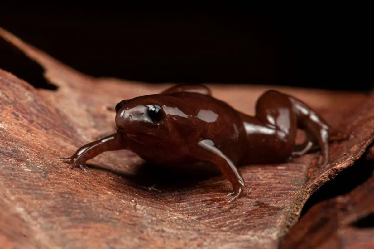 Rana Tapir (Synapturanus danta)
