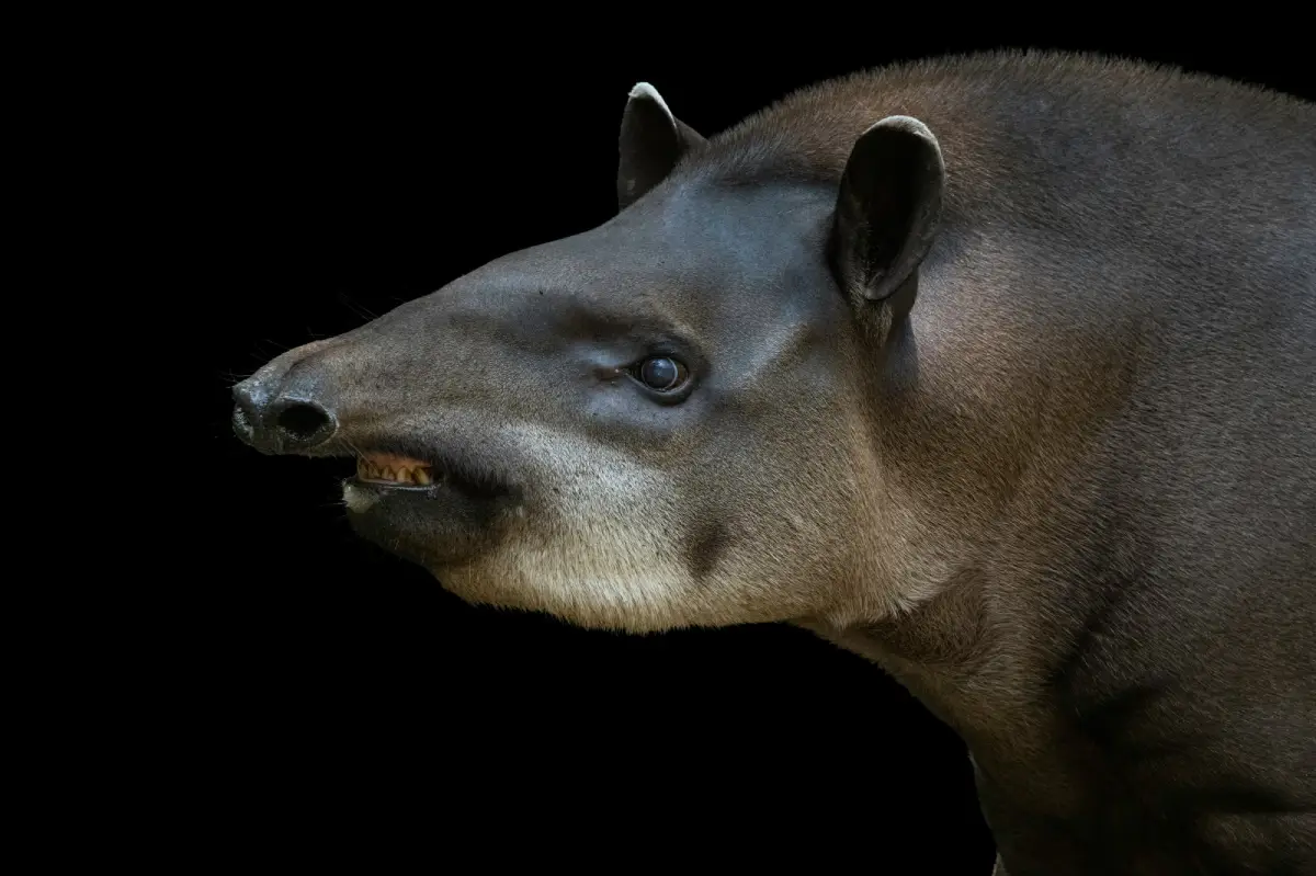 Tapir Pigmeo / Tapir Negrito (Tapirus kabomani)
