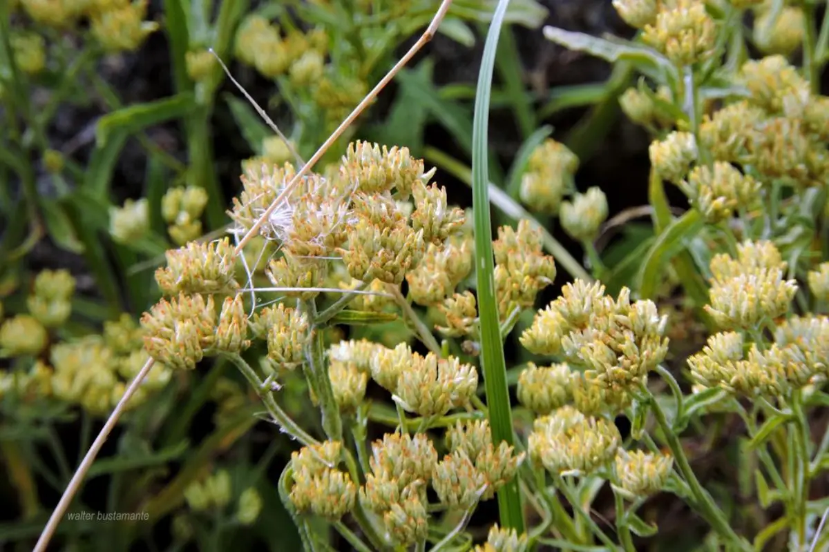 Wira Wira (Gnaphalium spp. _ Achyrocline spp