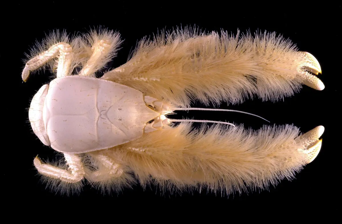 Cangrejo Yeti (Kiwa hirsuta)