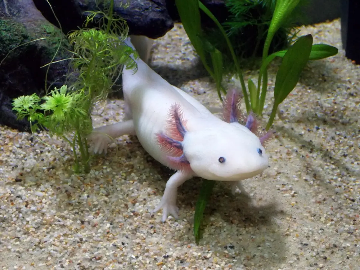 Ajolote (Ambystoma mexicanum)